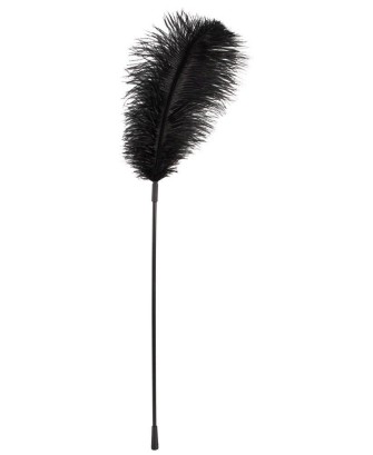 Black feather Bad Kitty