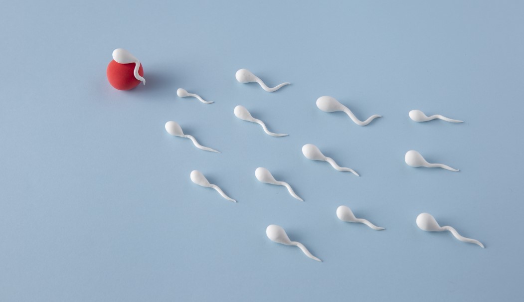 Owulacja: kiedy występuje, jak ją rozpoznać i co oznacza dla płodności